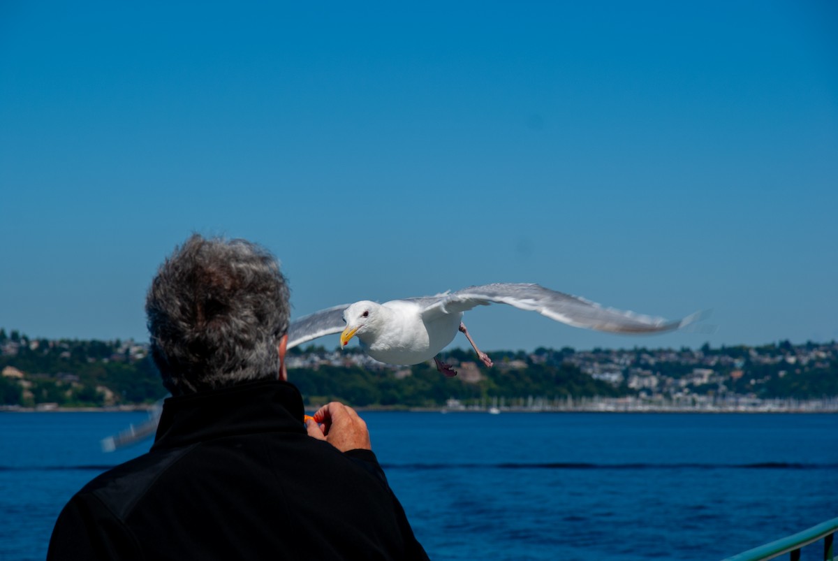 Glaucous-winged Gull - ML639546960