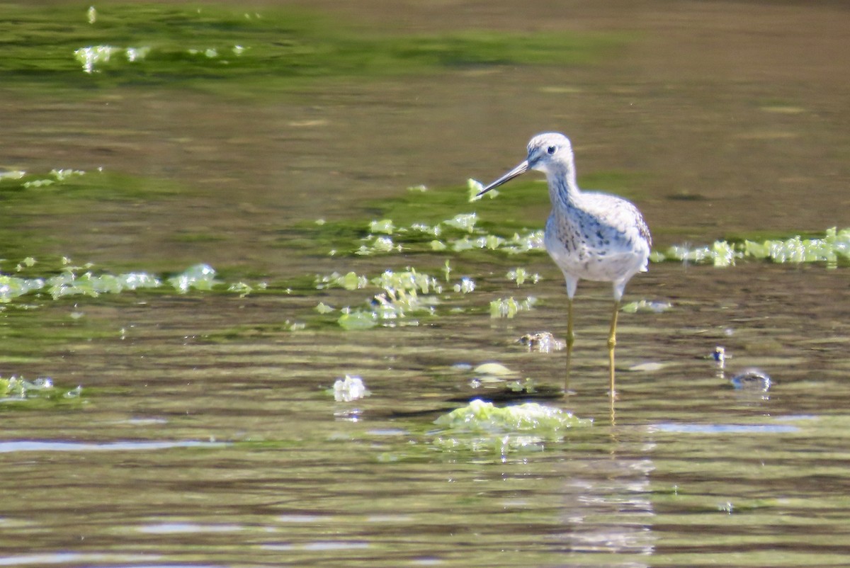 Greater Yellowlegs - ML639546993