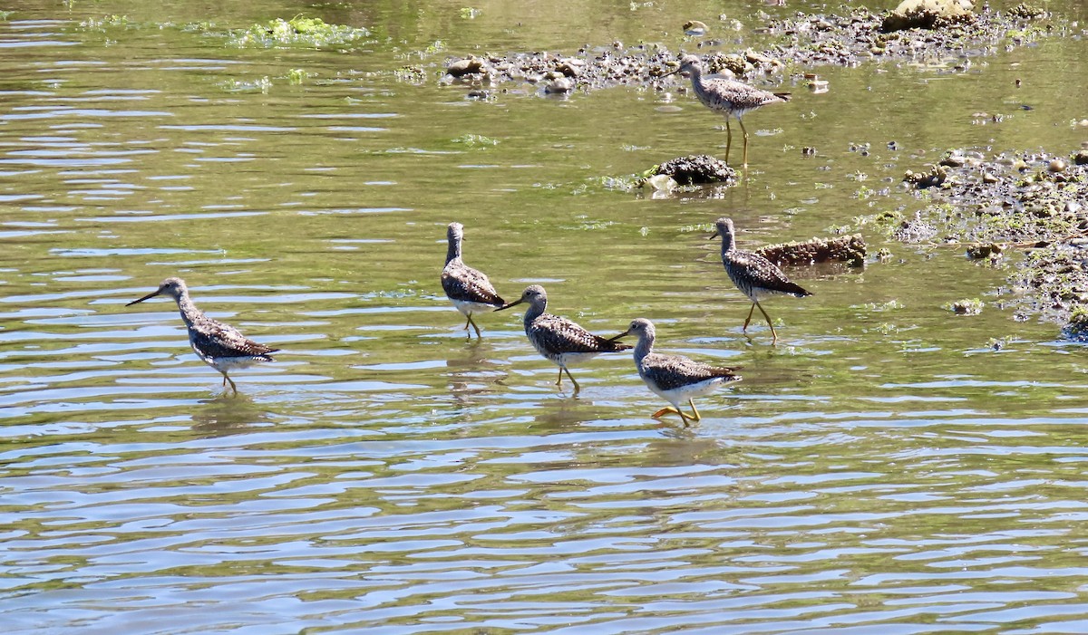 Greater Yellowlegs - ML639546994