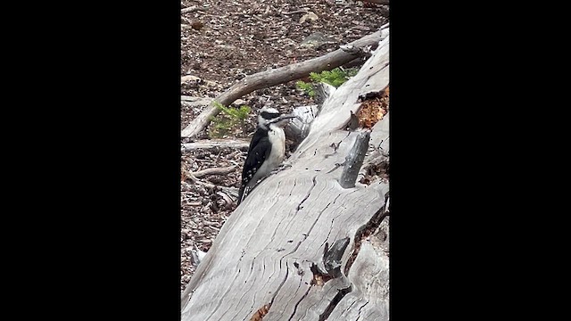 Hairy Woodpecker (Rocky Mts.) - ML639547028