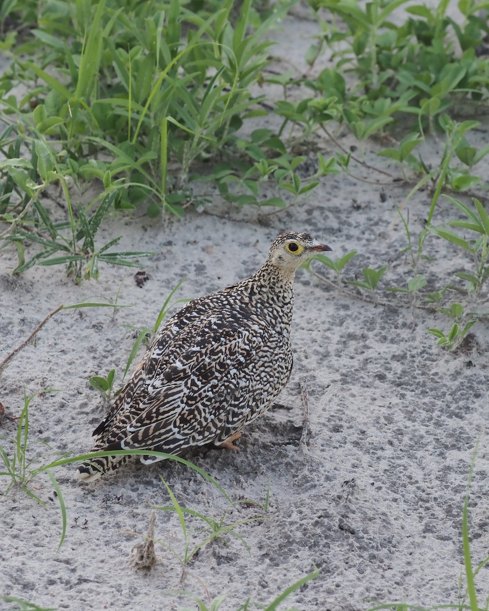 Double-banded Sandgrouse - ML639547078