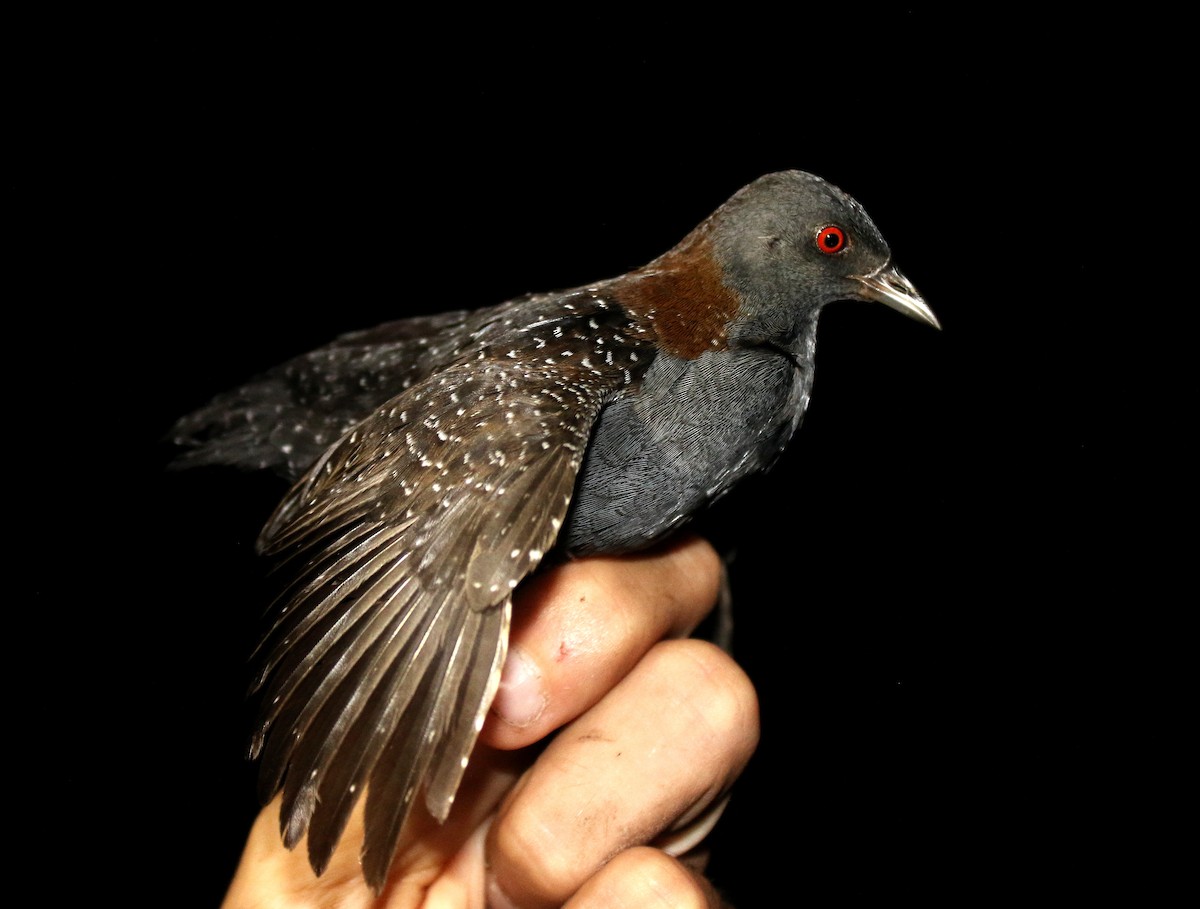 Râle noir - ML639547113