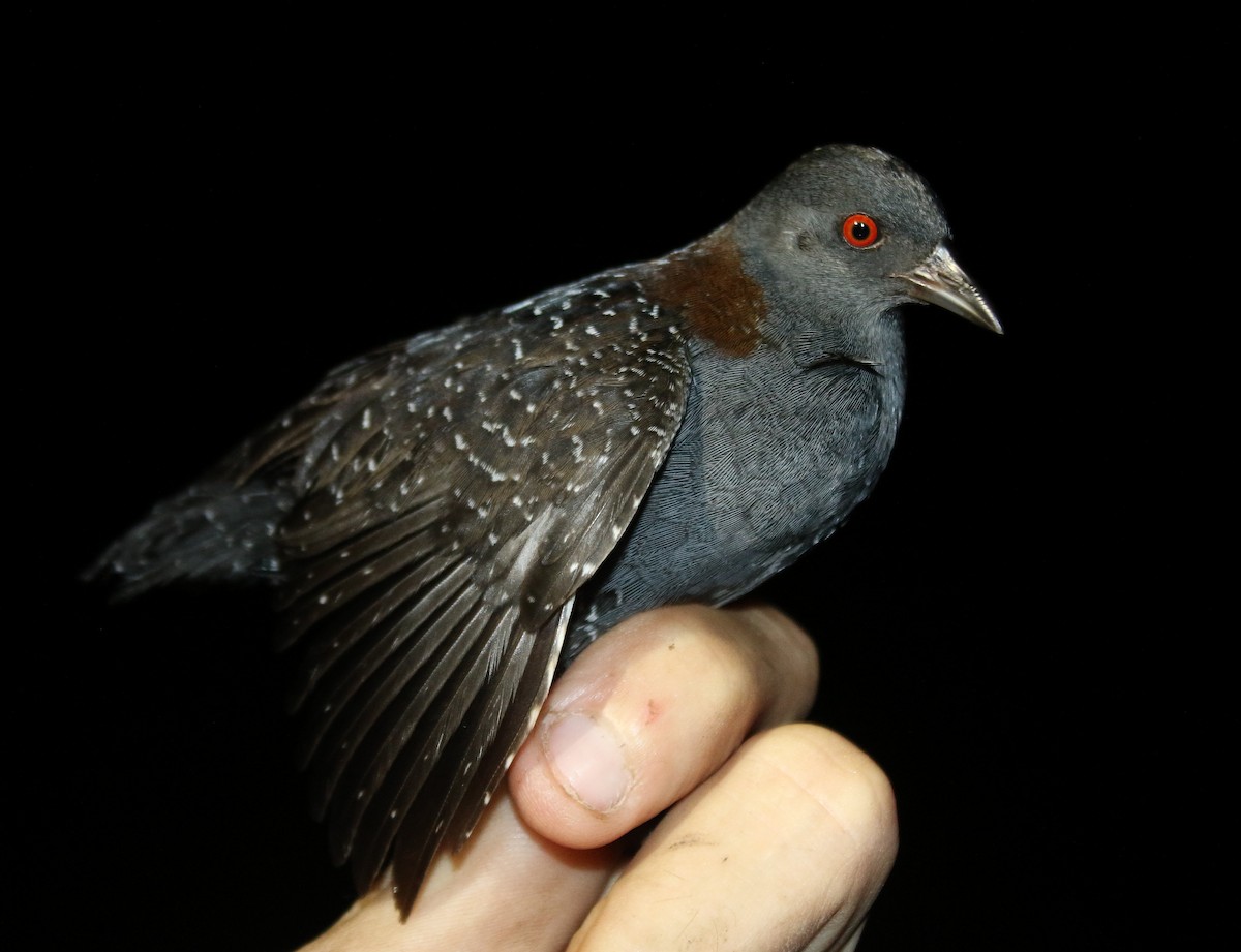 Râle noir - ML639547114