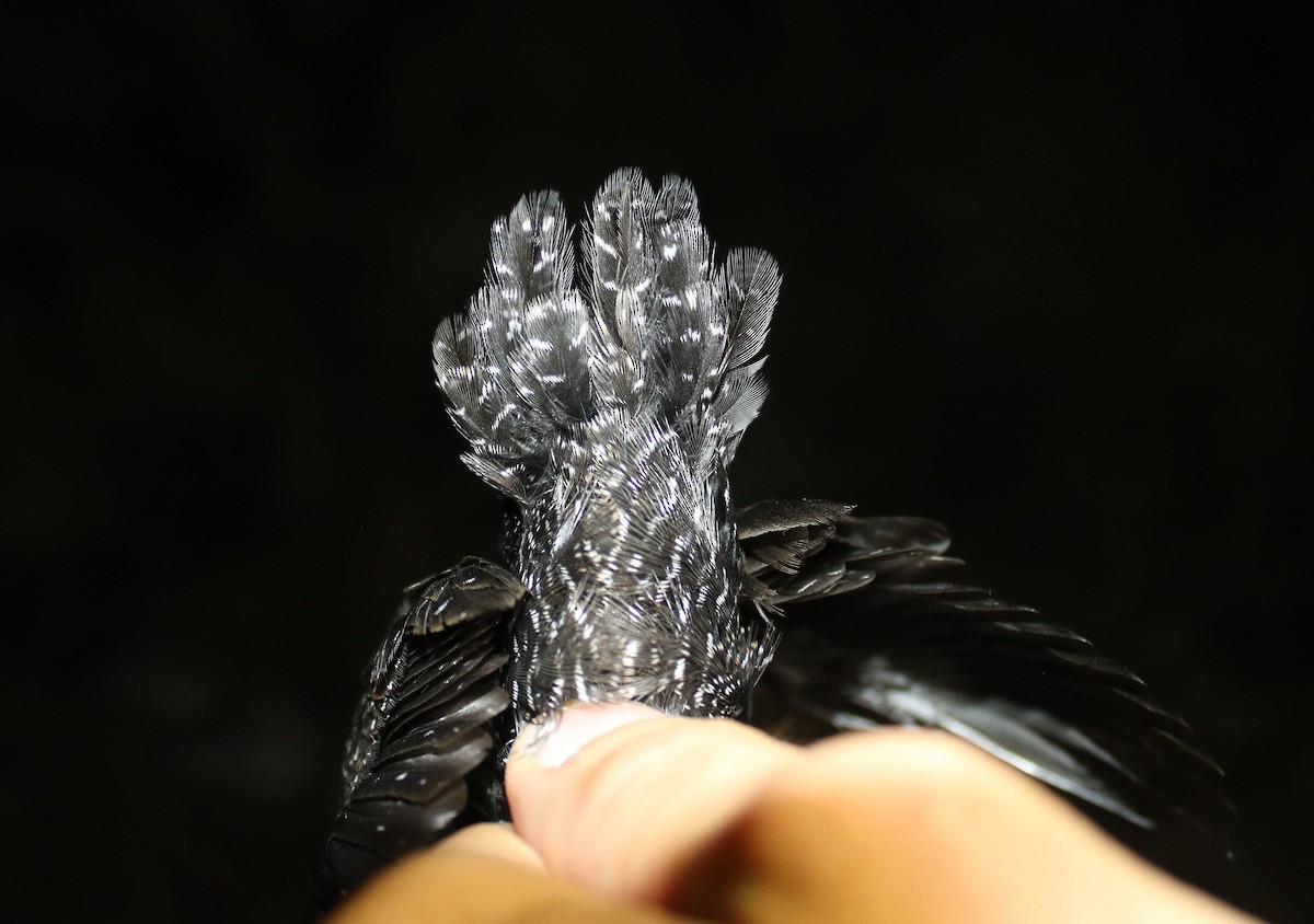 Râle noir - ML639547115