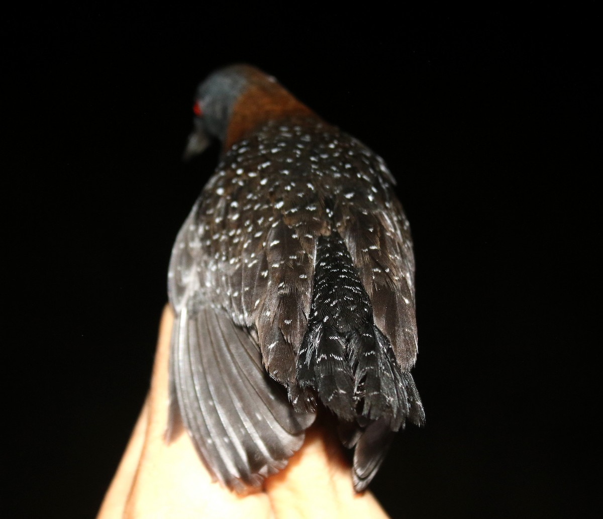 Râle noir - ML639547116