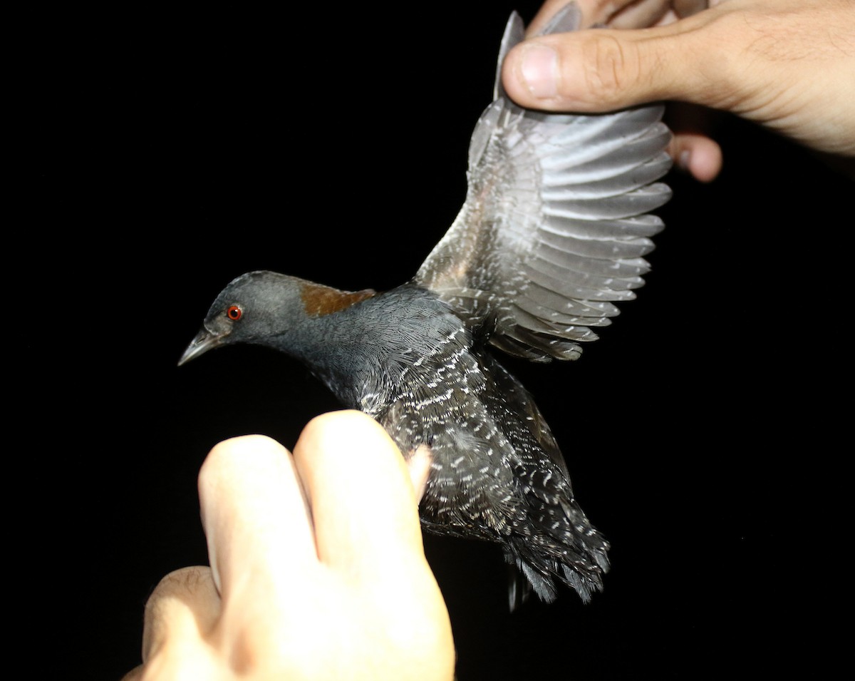 Râle noir - ML639547117