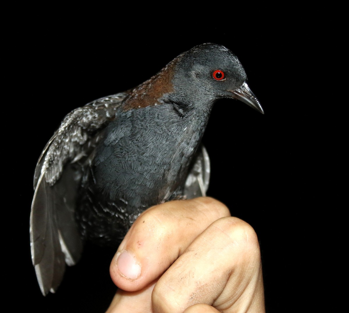 Râle noir - ML639547119