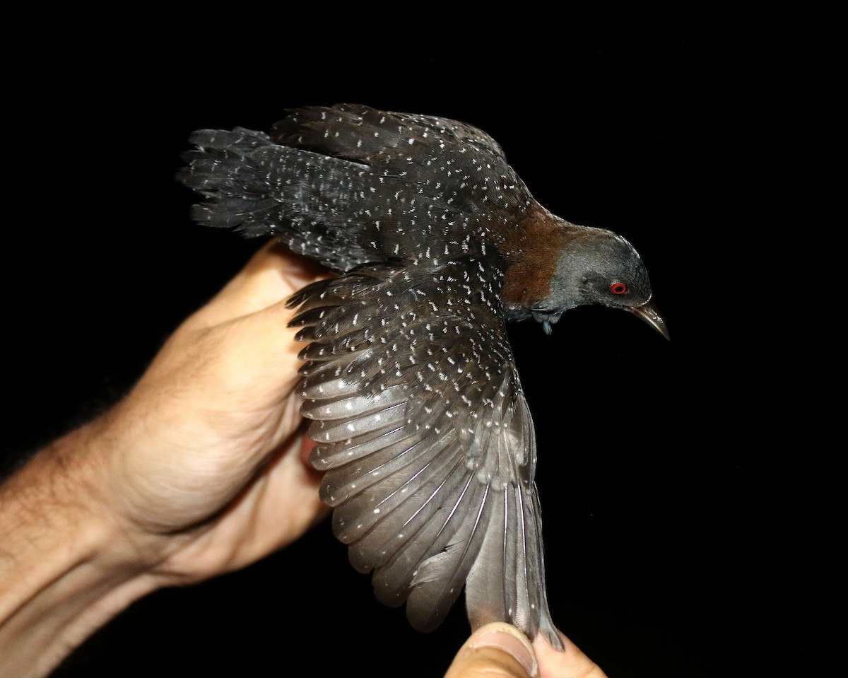 Râle noir - ML639547120