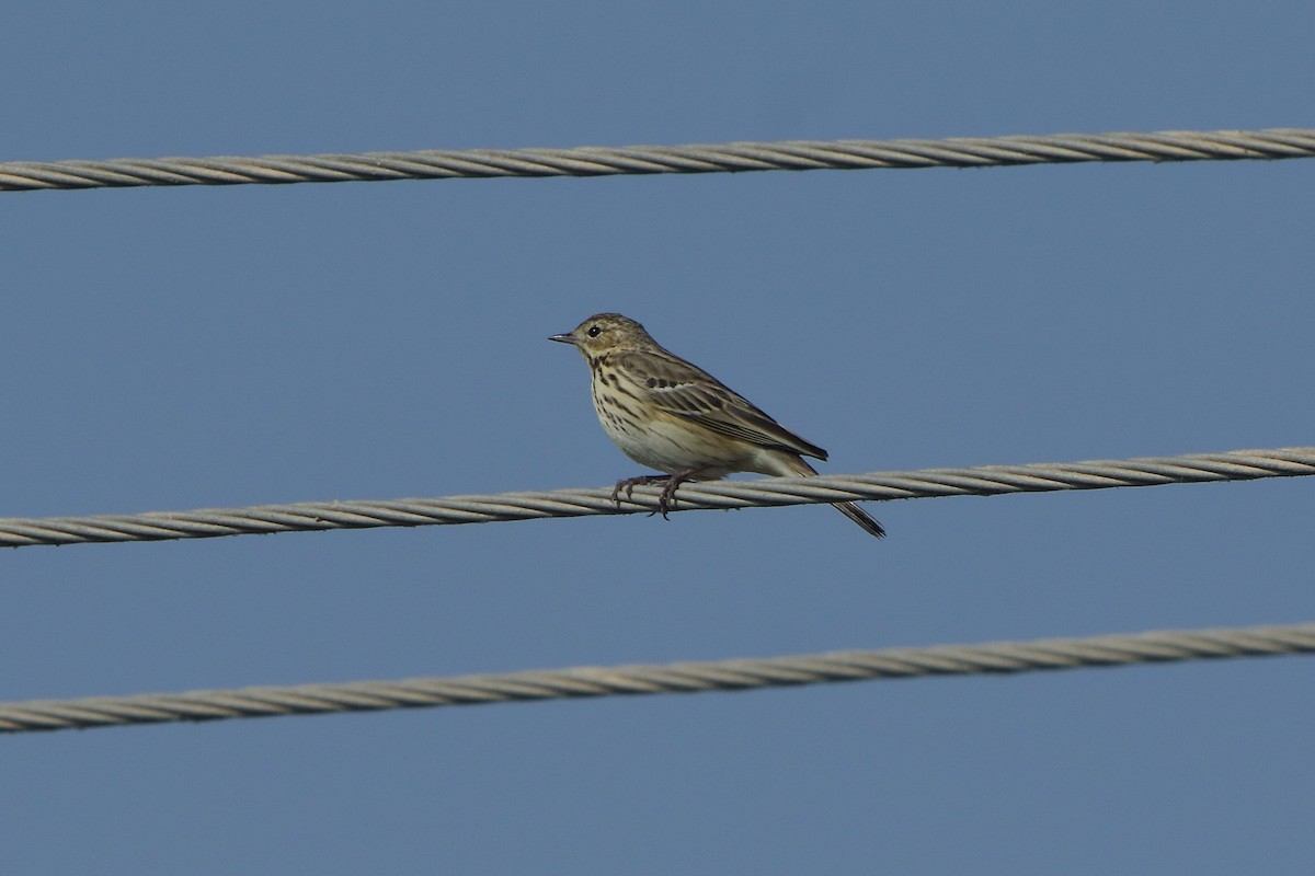 Tree Pipit - Subhankar Saha