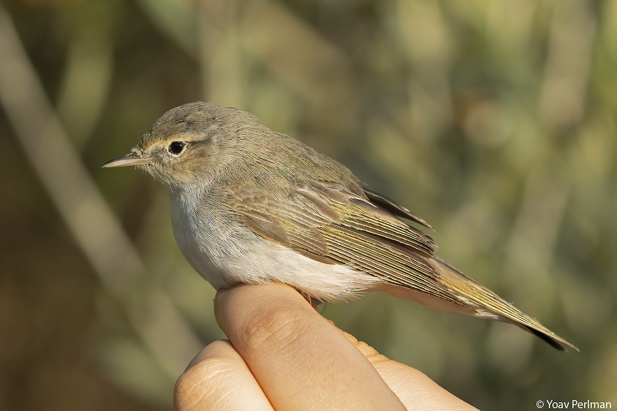 Eastern Bonelli's Warbler - ML639547212