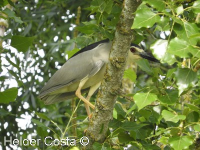 Ногоовор зашин - ML639547231