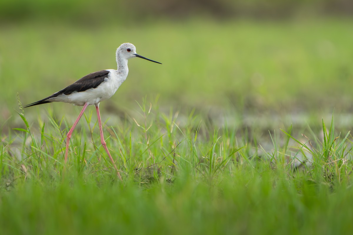 高蹺鴴 - ML639547262