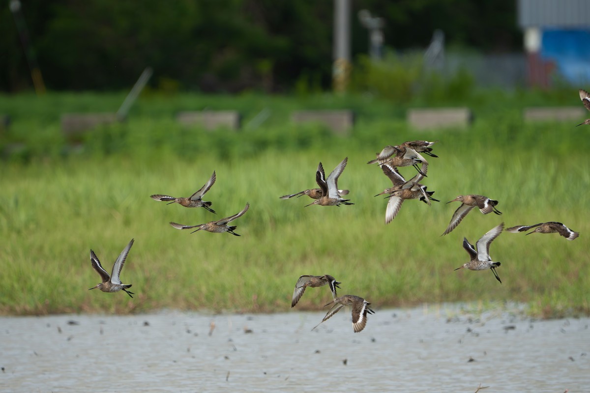 黑尾鷸 - ML639547266