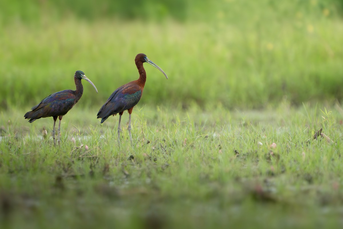 彩䴉 - ML639547274