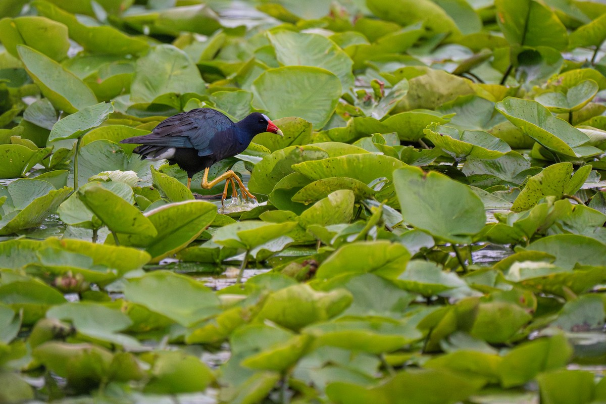 Purple Gallinule - ML639547276