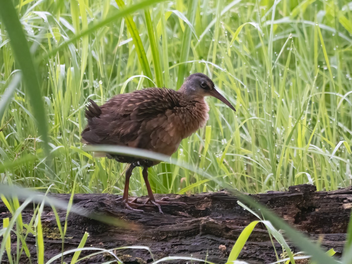 Virginia Rail - ML639547279