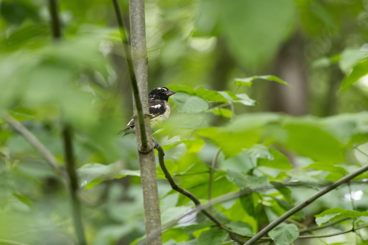 Rose-breasted Grosbeak - ML639547287