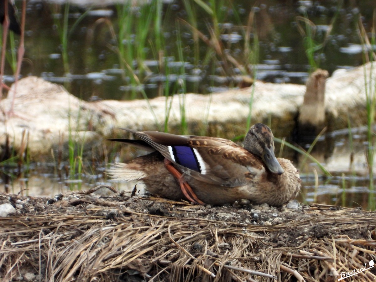 Canard colvert - ML639547290