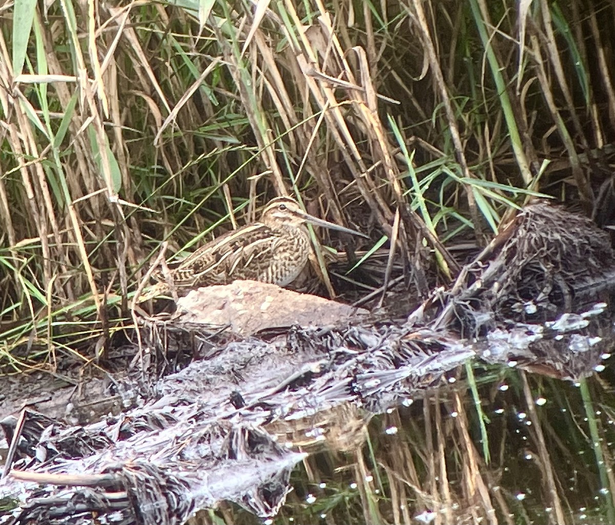 Common Snipe - ML639547297