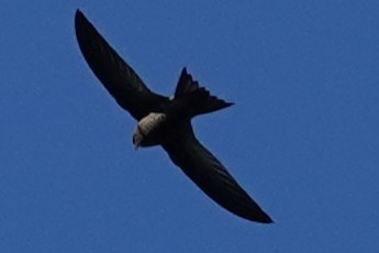 Mottled Swift - ML639547305