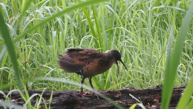 Virginia Rail - ML639547309