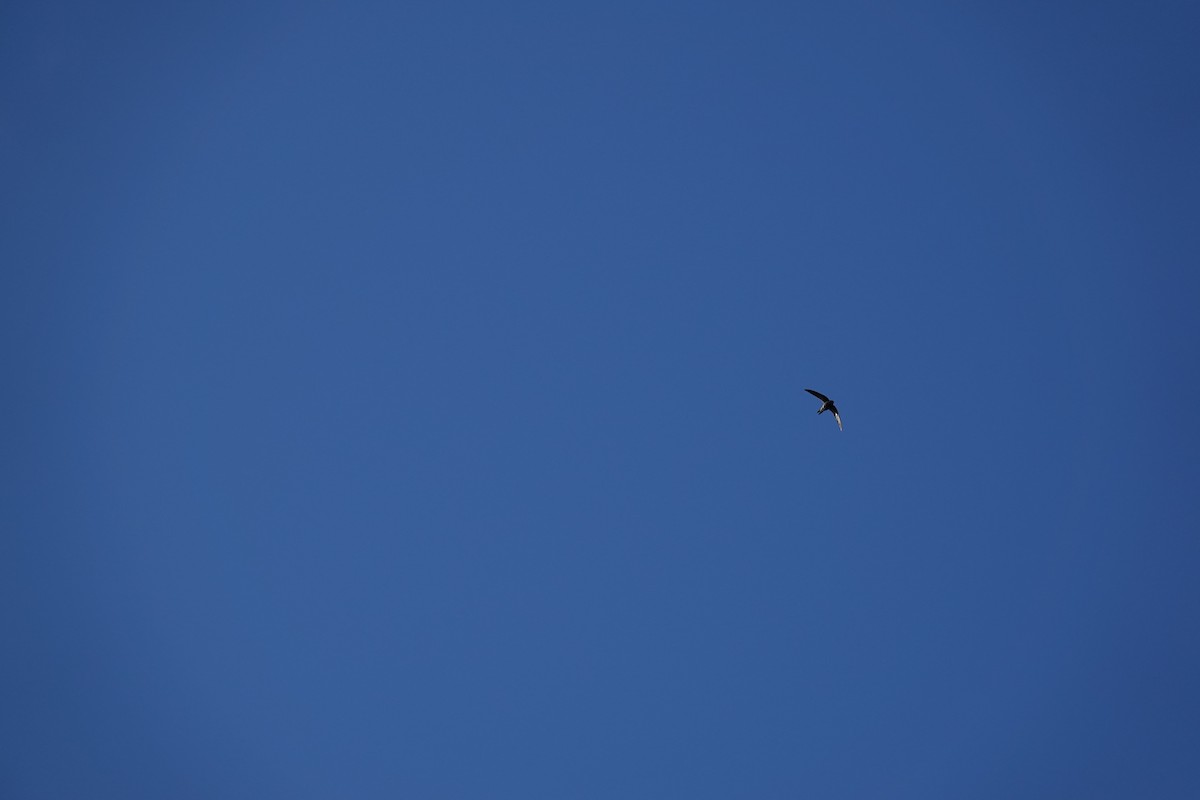 Mottled Swift - ML639547310