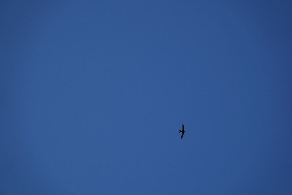 Mottled Swift - ML639547312