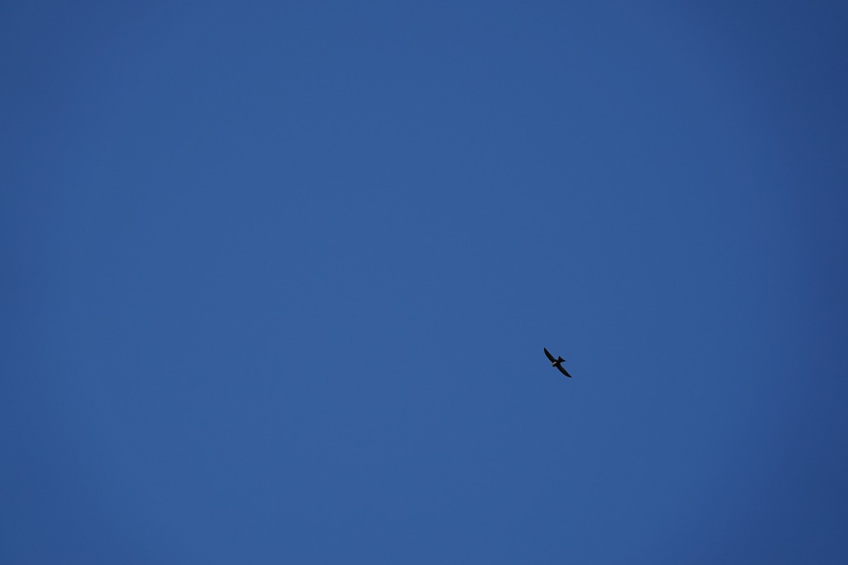 Mottled Swift - ML639547313