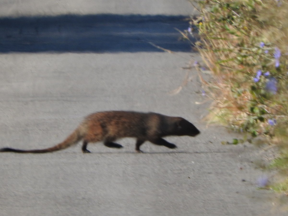 Mammals - ML639547381