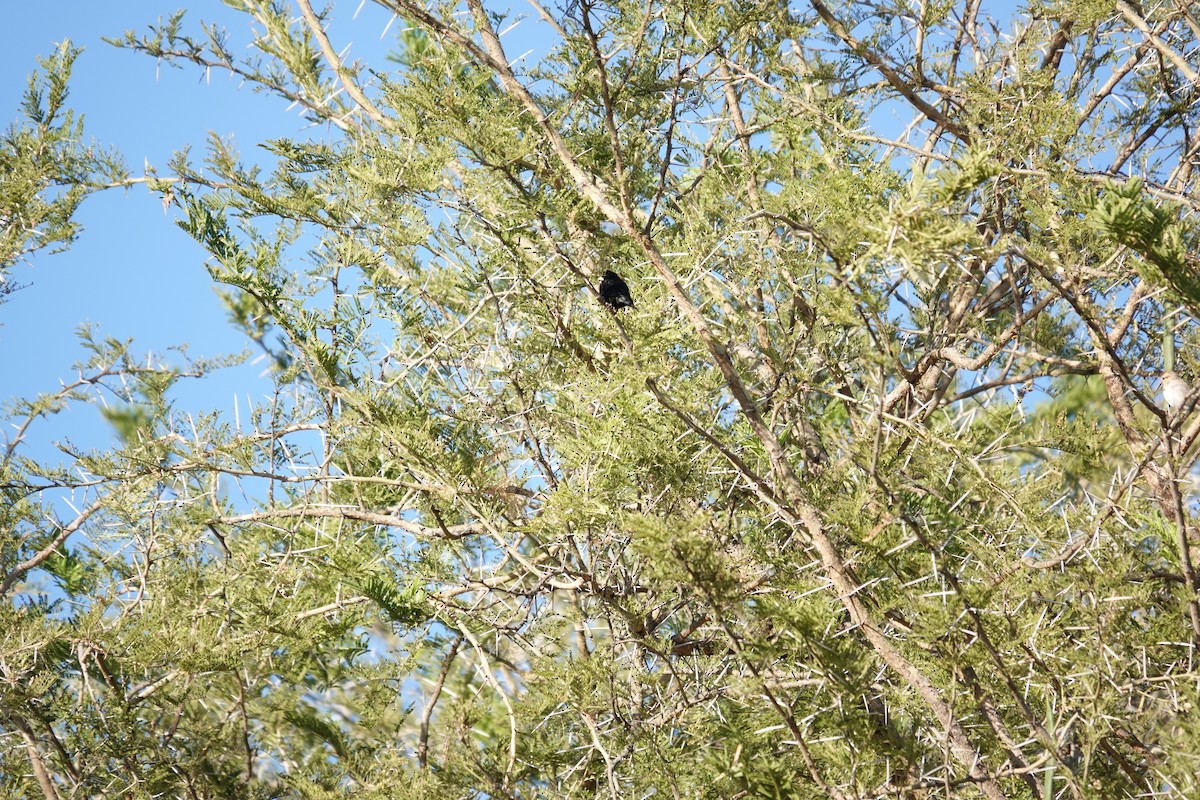 Purple Indigobird - ML639547411