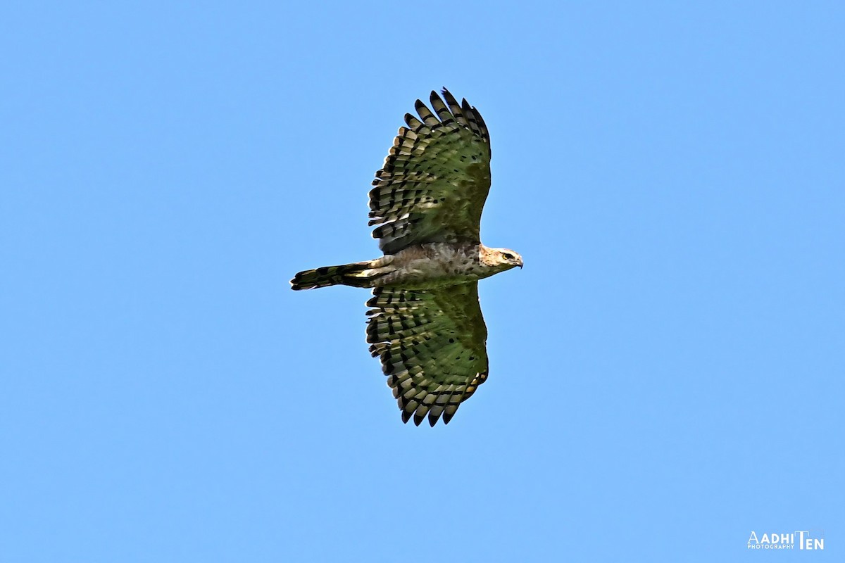Legge's Hawk-Eagle - ML639547460