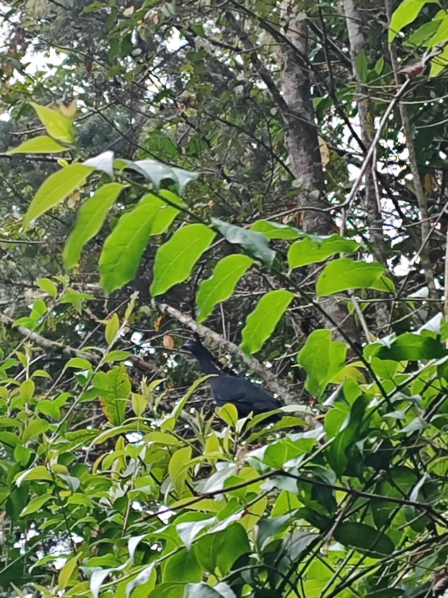 Schwarzguan - ML639547566