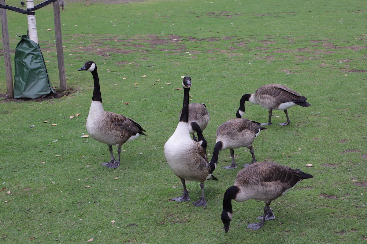 Canada Goose (canadensis Group) - ML639547596