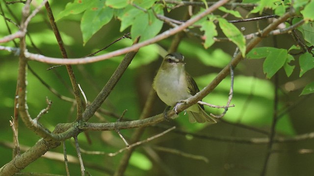 Red-eyed Vireo - ML639547657