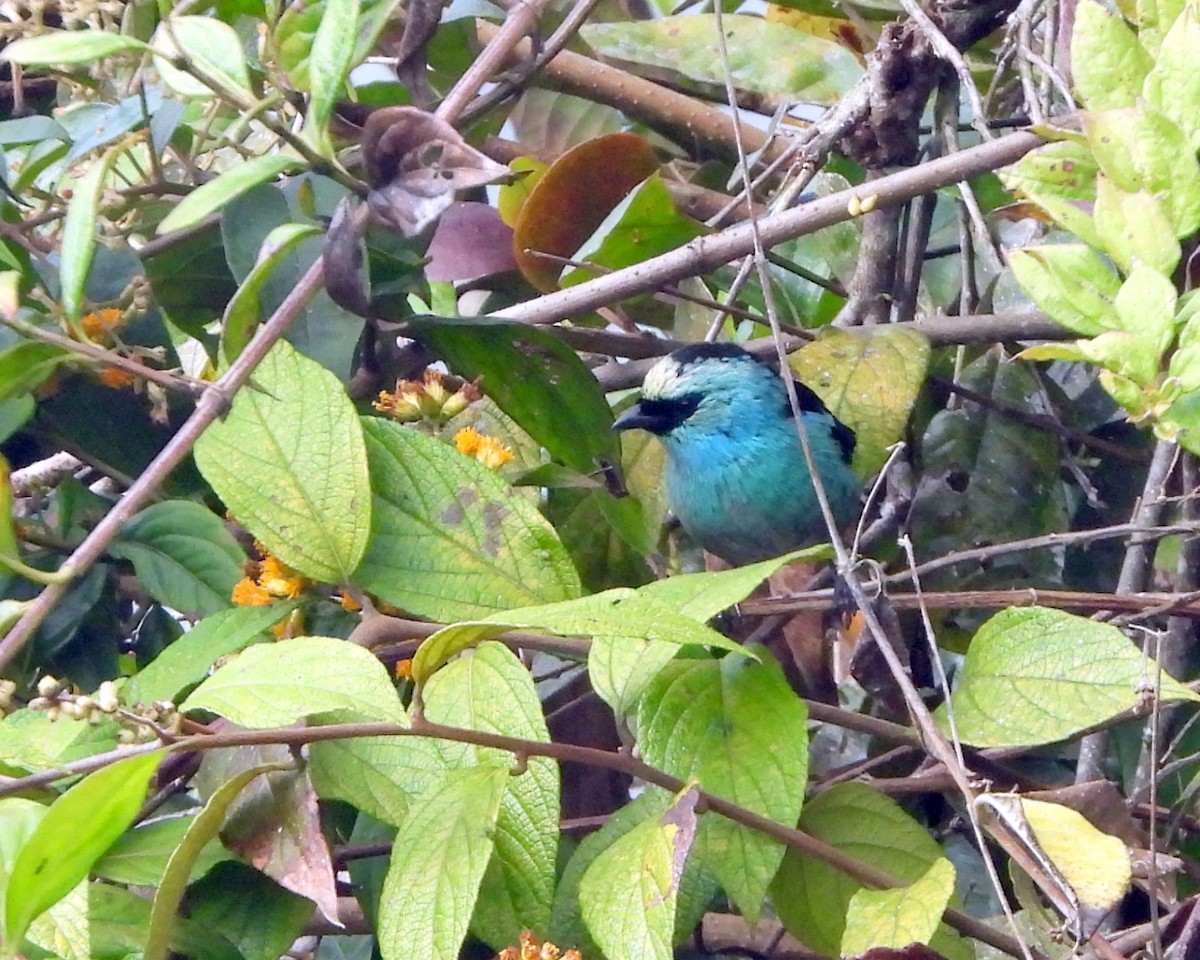 Metallic-green Tanager - ML639547774