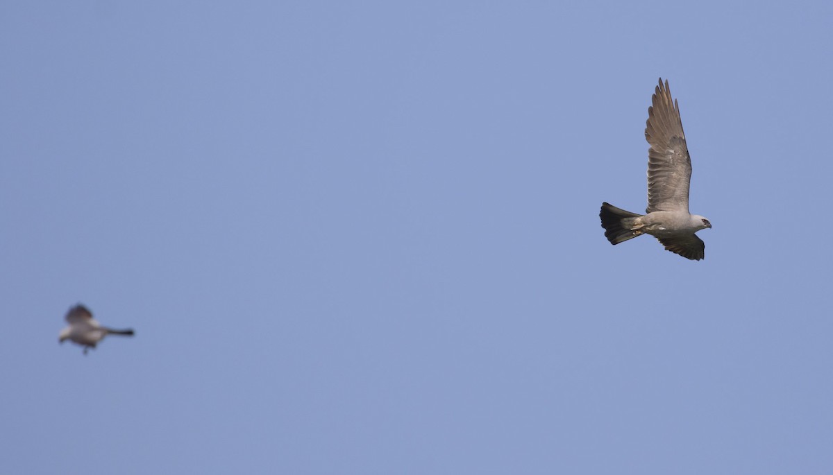 Mississippi Kite - Michael Todd