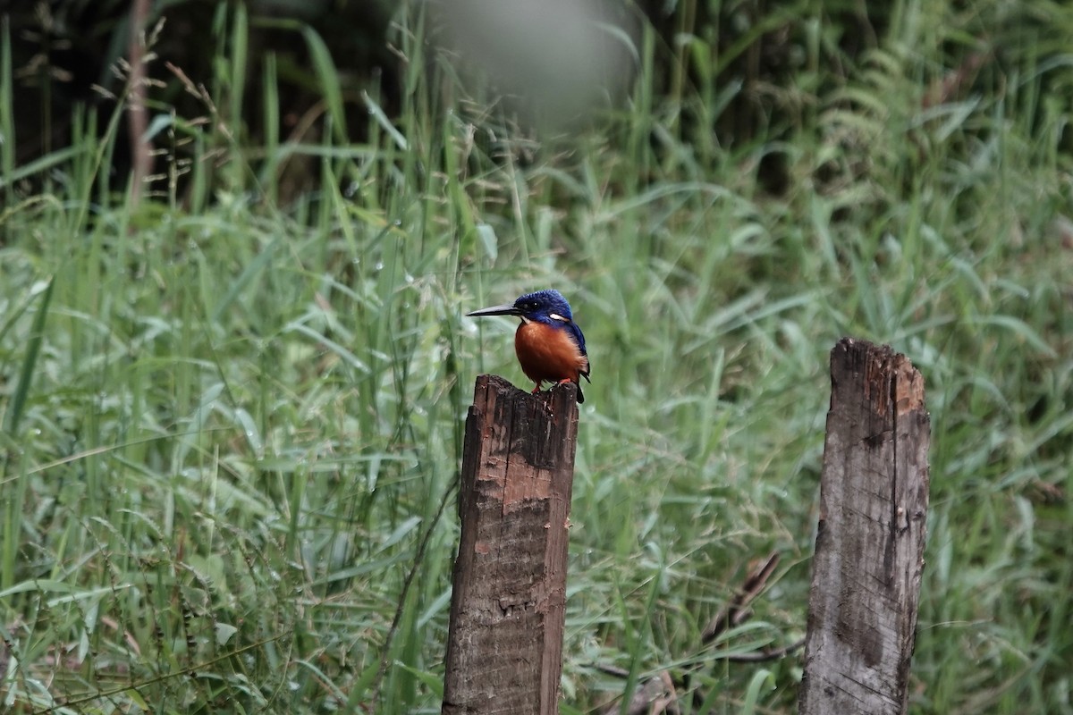 Shining-blue Kingfisher - ML639547870