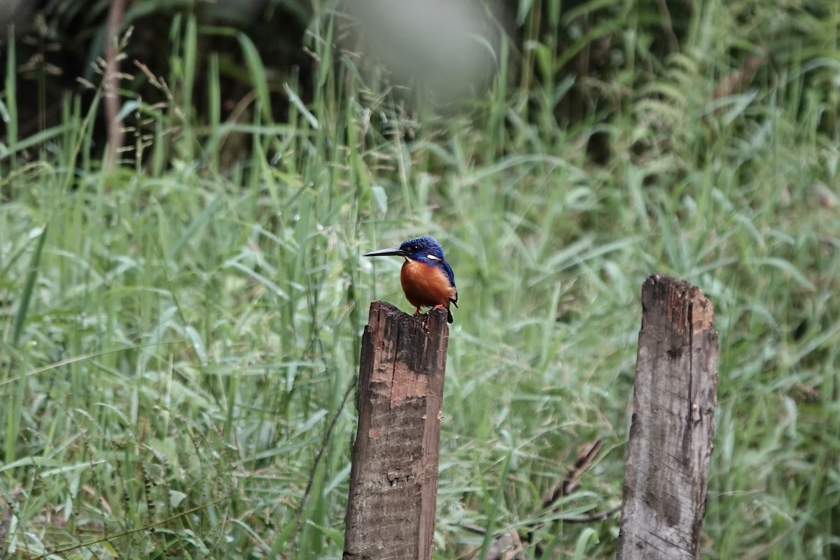 Shining-blue Kingfisher - ML639547871