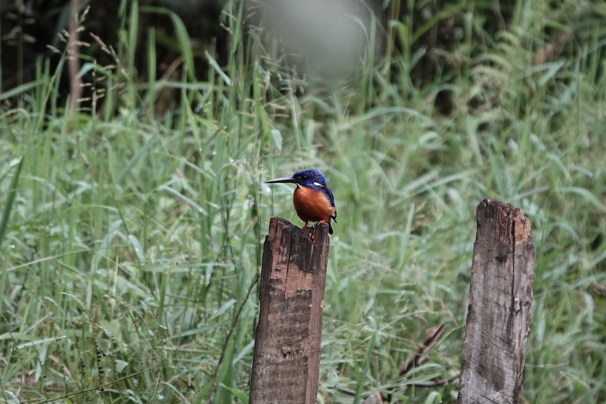 Shining-blue Kingfisher - ML639547872