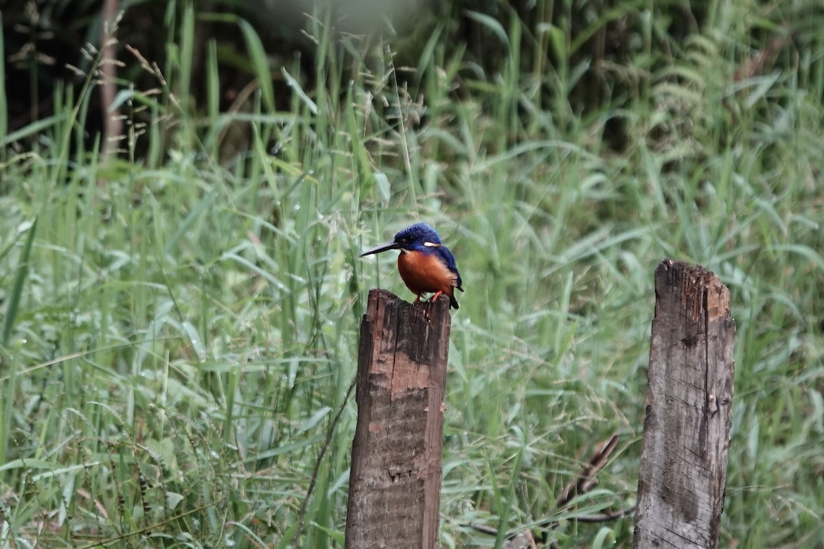 Shining-blue Kingfisher - ML639547874