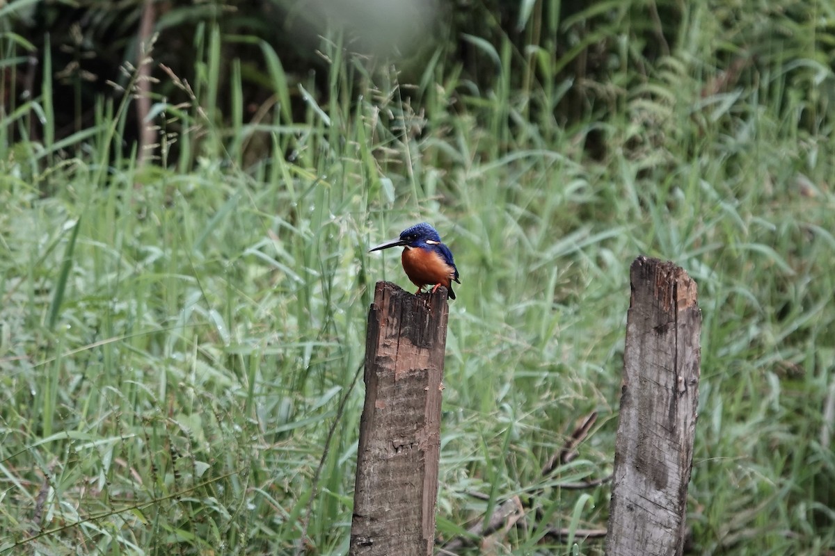 Shining-blue Kingfisher - ML639547876