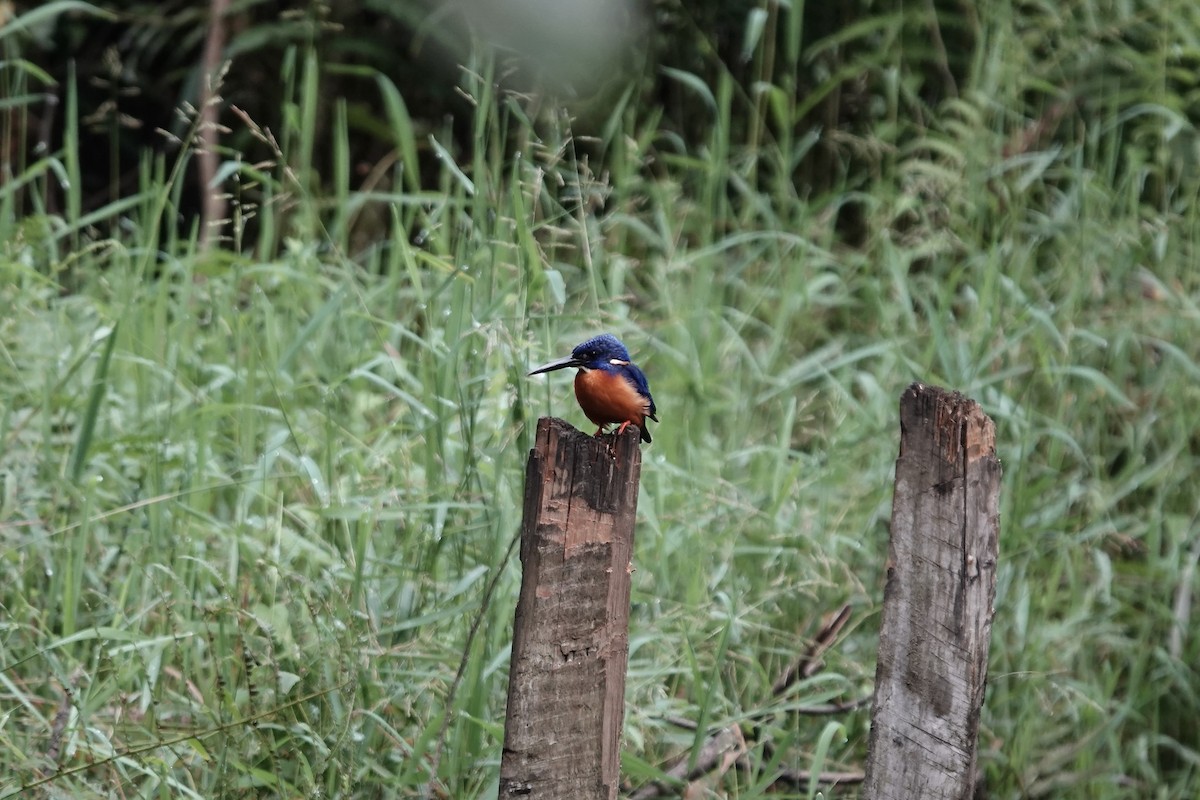 Shining-blue Kingfisher - ML639547877