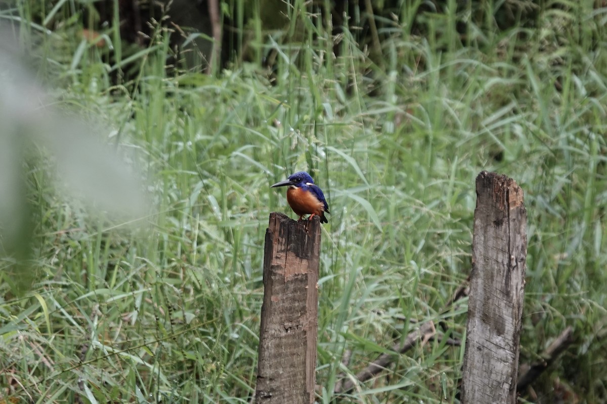 Shining-blue Kingfisher - ML639547882