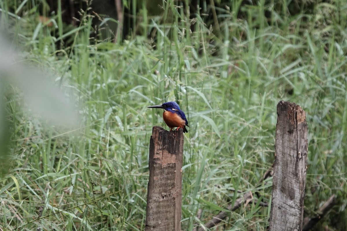 Shining-blue Kingfisher - ML639547884