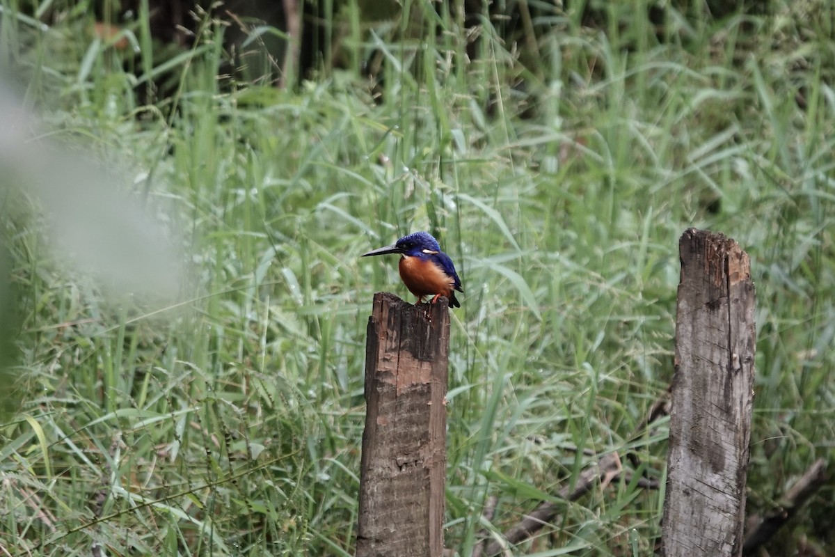 Shining-blue Kingfisher - ML639547886