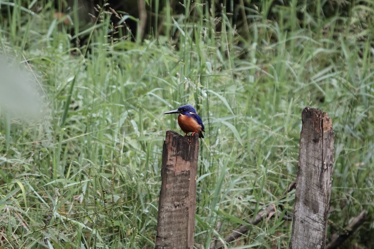 Shining-blue Kingfisher - ML639547888