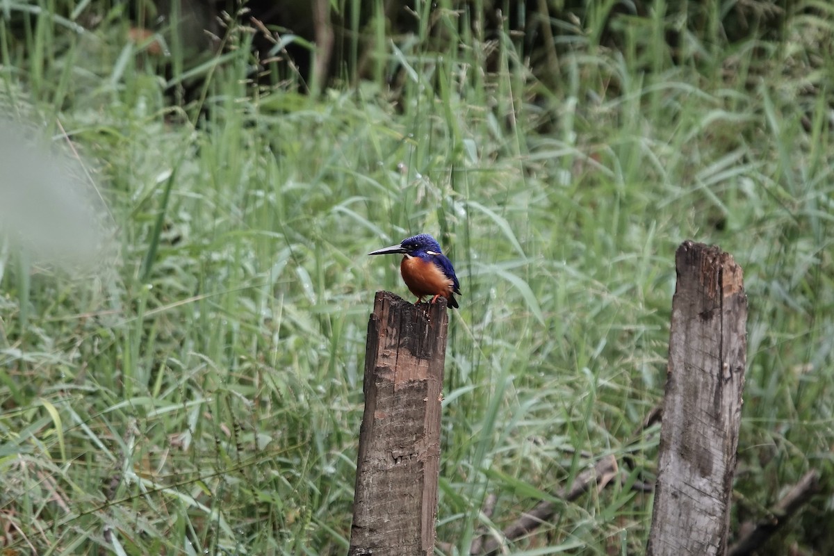 Shining-blue Kingfisher - ML639547889