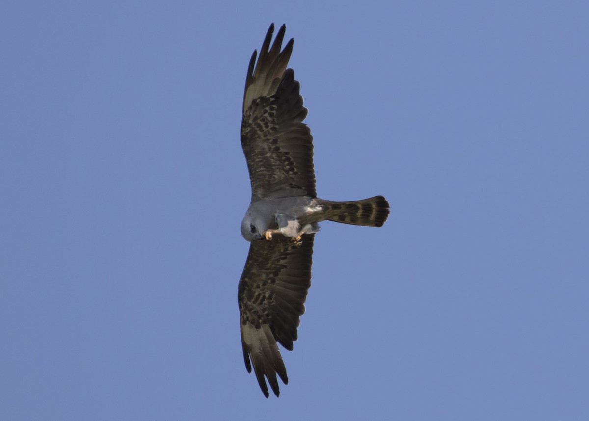 Mississippi Kite - Michael Todd