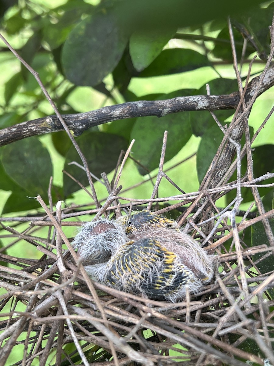 holub růžovohlavý - ML639547984