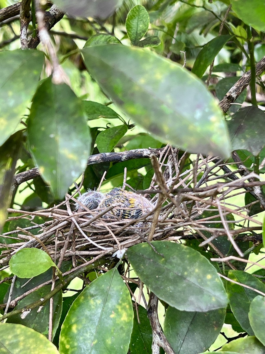 holub růžovohlavý - ML639547985